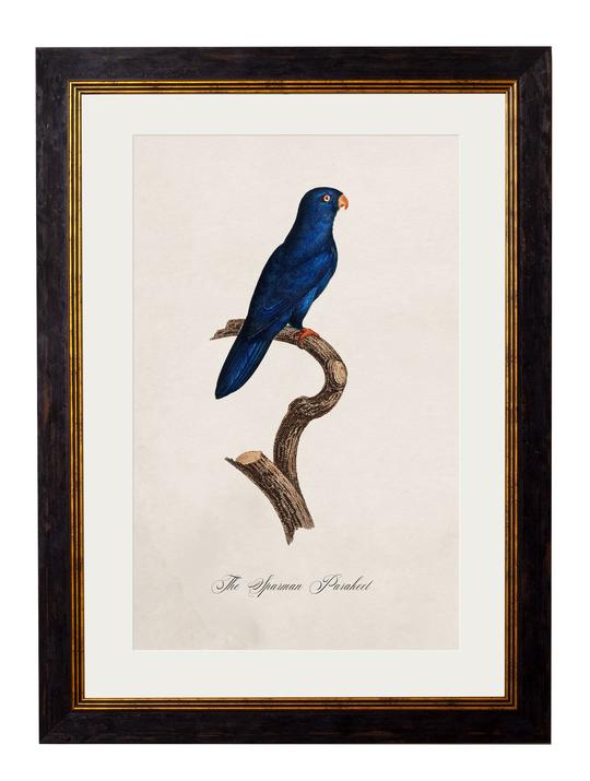 Framed Print - Sparman Parakeet