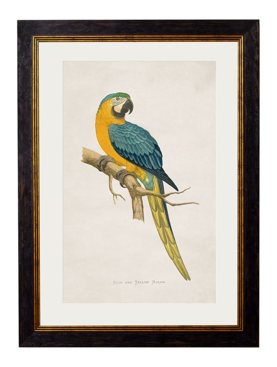 Framed Print - Blue and Yellow Macaw