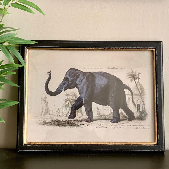 Framed Elephant Safari Print