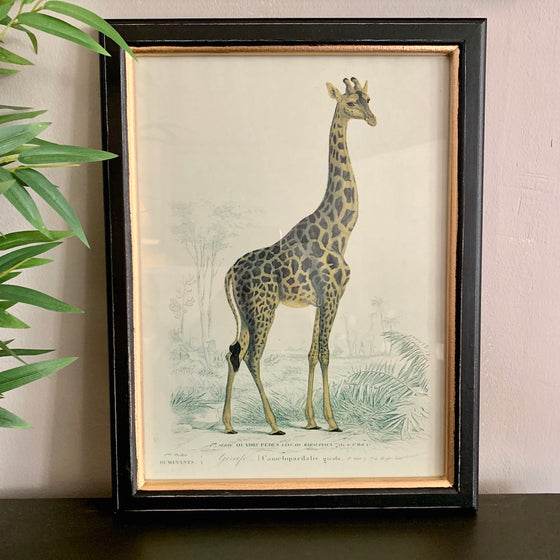 Framed Giraffe Safari Print-OUT OF STOCK
