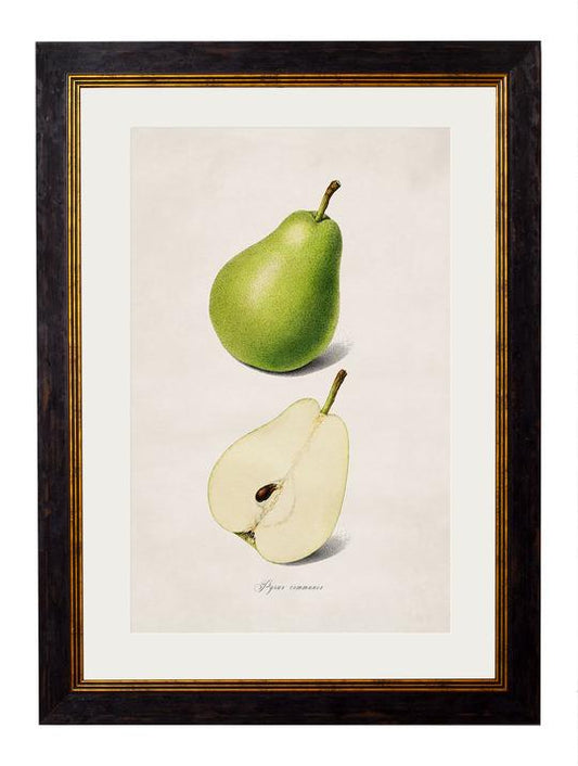 Framed Print - Pear