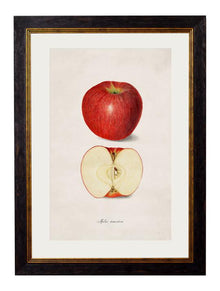  Framed Print - Apple