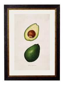  Framed Print - Avocado