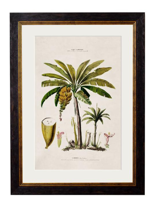 Framed Print - Banana Palm