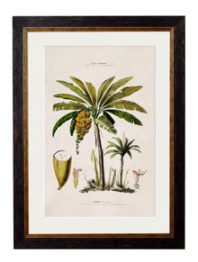  Framed Print - Banana Palm