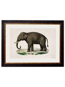  Framed Print - Indian Elephant