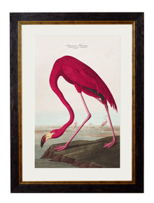  Framed Print - American Flamingo