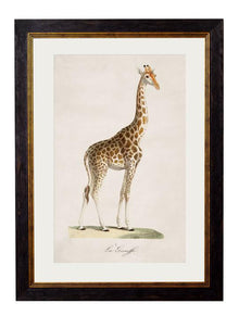  Framed Print - Giraffe