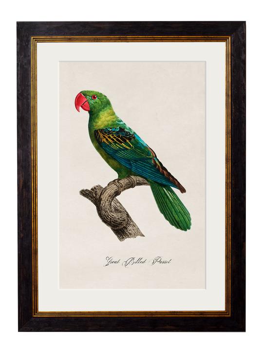 Framed Print - Great Billed Parrot