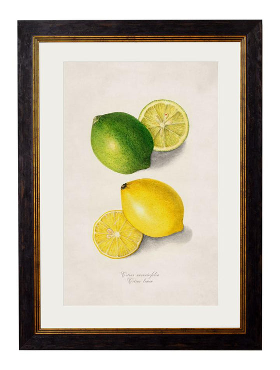 Framed Print - Lemon and Lime