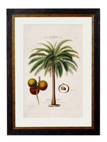  Framed Print - Macaw Palm