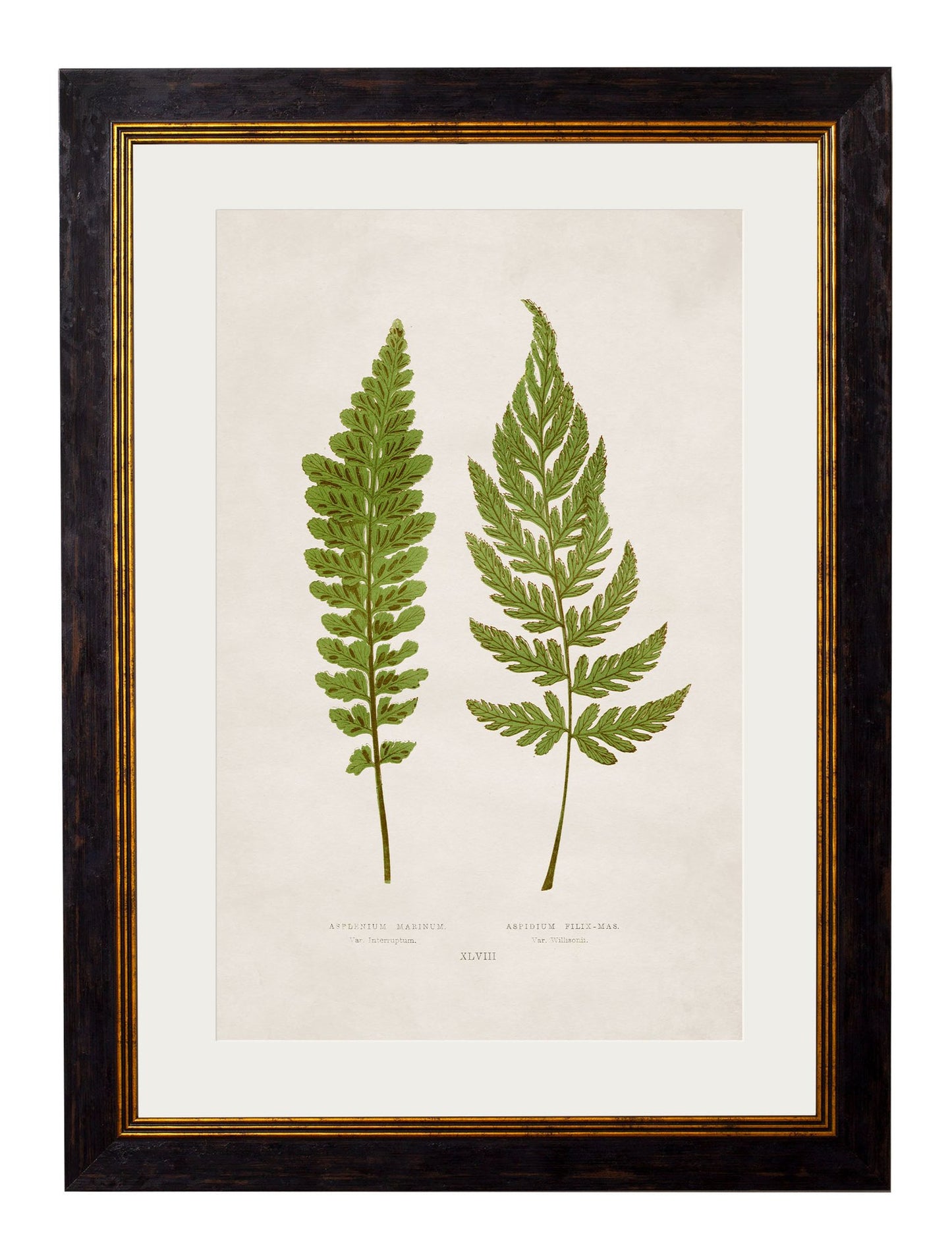 Framed Print - Asplenium Marinum / Aspidium Filix-mas