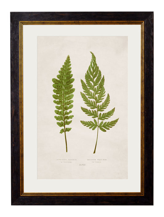 Framed Print - Asplenium Marinum / Aspidium Filix-mas