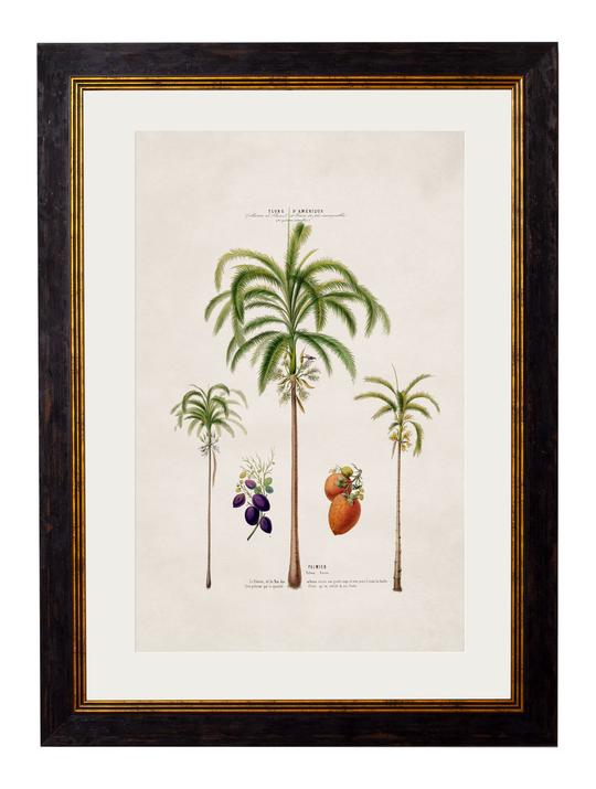 Framed Print - Areca Palms