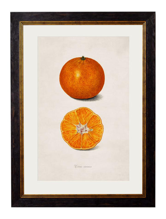 Framed Print - Oranges