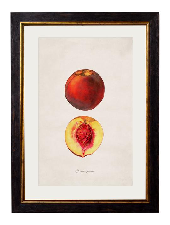 Framed Print - Peach