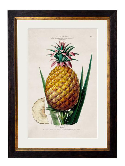 Framed Print - Pineapple Plant