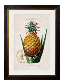  Framed Print - Pineapple Plant