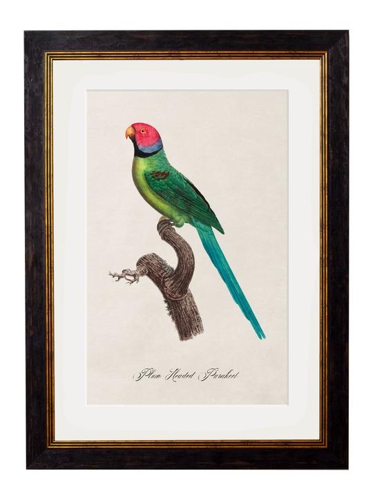 Framed Print - Plum Headed Parakeet